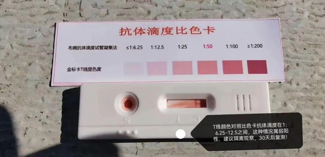 牛羊养殖场,如何快速检测牛羊是否感染布病?